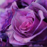 ヒメ日記 2025/06/30 11:36 投稿 ゆりね 神戸人妻花壇