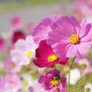 ゆりね ゆりねです 神戸人妻花壇