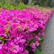 ヒメ日記 2025/04/24 00:02 投稿 瀬名（セナ） アバンチュール(五反田)