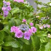 ヒメ日記 2025/06/12 12:16 投稿 瀬名（セナ） アバンチュール(五反田)