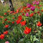 ヒメ日記 2025/04/06 10:49 投稿 のあ G-SCANDAL