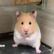 ヒメ日記 2026/02/01 12:49 投稿 のあ G-SCANDAL