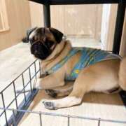 ヒメ日記 2026/03/19 13:58 投稿 えりな おふくろさんYO!!大和店