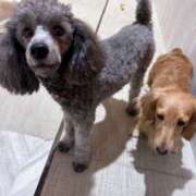 ヒメ日記 2026/03/20 14:18 投稿 えりな おふくろさんYO!!大和店