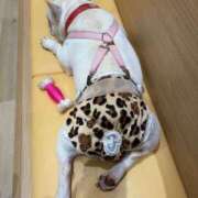 ヒメ日記 2026/04/01 14:38 投稿 えりな おふくろさんYO!!大和店