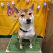 ヒメ日記 2026/04/06 21:18 投稿 えりな おふくろさんYO!!大和店