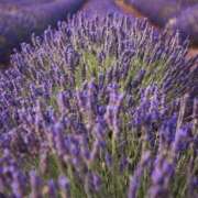 ヒメ日記 2025/02/20 19:34 投稿 のりか 熟女の風俗最終章 仙台店