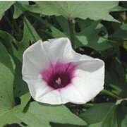 ヒメ日記 2025/11/07 17:24 投稿 のりか 熟女の風俗最終章 仙台店