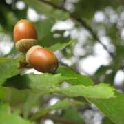 ヒメ日記 2025/11/10 19:54 投稿 のりか 熟女の風俗最終章 仙台店