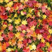 のりか 明日出勤します。 熟女の風俗最終章 仙台店