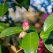 ヒメ日記 2025/12/06 17:34 投稿 のりか 熟女の風俗最終章 仙台店