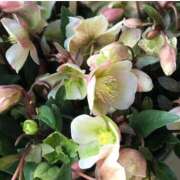 のりか 今週出勤します❣️ 熟女の風俗最終章 仙台店