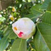 のりか 明日おやすみします。 熟女の風俗最終章 仙台店