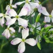 のりか 明日9:30からあいてます😌 熟女の風俗最終章 仙台店