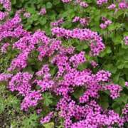 ヒメ日記 2025/12/18 16:06 投稿 のりか 熟女の風俗最終章 仙台店