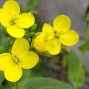 ヒメ日記 2025/12/20 17:44 投稿 のりか 熟女の風俗最終章 仙台店