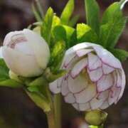 ヒメ日記 2025/12/26 20:44 投稿 のりか 熟女の風俗最終章 仙台店