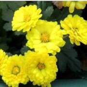 ヒメ日記 2025/12/27 08:04 投稿 のりか 熟女の風俗最終章 仙台店