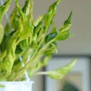 ヒメ日記 2026/01/10 10:08 投稿 のりか 熟女の風俗最終章 仙台店