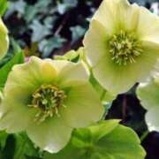 ヒメ日記 2026/01/15 16:17 投稿 のりか 熟女の風俗最終章 仙台店