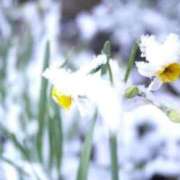 ヒメ日記 2026/01/21 11:46 投稿 のりか 熟女の風俗最終章 仙台店