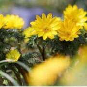 ヒメ日記 2026/01/23 19:24 投稿 のりか 熟女の風俗最終章 仙台店