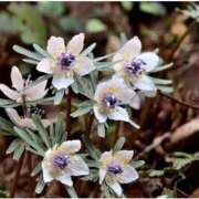 ヒメ日記 2026/02/05 11:54 投稿 のりか 熟女の風俗最終章 仙台店