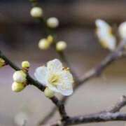 のりか 出勤日 熟女の風俗最終章 仙台店