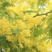 ヒメ日記 2026/03/14 21:45 投稿 のりか 熟女の風俗最終章 仙台店