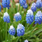 のりか 3/19 11時〜 熟女の風俗最終章 仙台店