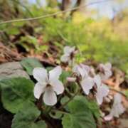 のりか 来週スケジュールです。 熟女の風俗最終章 仙台店