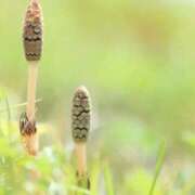 のりか 明日のご予約の方へ 熟女の風俗最終章 仙台店