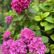 ヒメ日記 2025/06/09 18:02 投稿 牧村彩加 プレジデントハウス