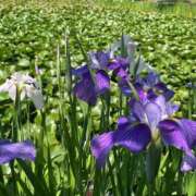 ヒメ日記 2025/06/06 12:23 投稿 平野 熟女待機所 厚木店