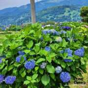 ヒメ日記 2025/06/11 08:30 投稿 平野 熟女待機所 厚木店