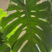 ヒメ日記 2025/06/11 13:00 投稿 平野 熟女待機所 厚木店