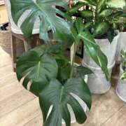 ヒメ日記 2025/06/12 09:35 投稿 平野 熟女待機所 厚木店