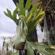 ヒメ日記 2025/06/14 17:50 投稿 平野 熟女待機所 厚木店