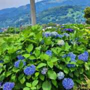 ヒメ日記 2025/06/15 09:04 投稿 平野 熟女待機所 厚木店