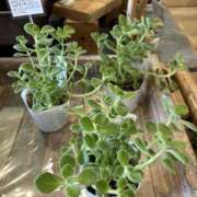 ヒメ日記 2025/06/25 20:00 投稿 平野 熟女待機所 厚木店