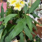 ヒメ日記 2025/06/26 19:10 投稿 平野 熟女待機所 厚木店