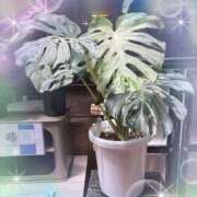 ヒメ日記 2025/06/29 21:50 投稿 平野 熟女待機所 厚木店