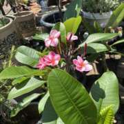 ヒメ日記 2025/06/30 09:15 投稿 平野 熟女待機所 厚木店