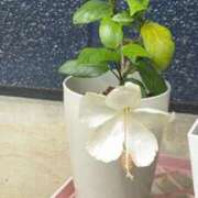 ヒメ日記 2025/07/10 07:00 投稿 平野 熟女待機所 厚木店