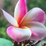 ヒメ日記 2025/07/28 14:50 投稿 平野 熟女待機所 厚木店