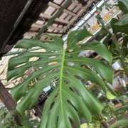 ヒメ日記 2025/08/27 22:11 投稿 平野 熟女待機所 厚木店