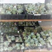 ヒメ日記 2025/09/08 21:06 投稿 平野 熟女待機所 厚木店