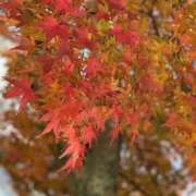 ヒメ日記 2025/09/09 17:46 投稿 平野 熟女待機所 厚木店