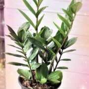 ヒメ日記 2025/09/14 00:05 投稿 平野 熟女待機所 厚木店