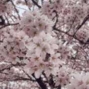 ヒメ日記 2025/04/22 00:45 投稿 かな先生 DANDY BODY